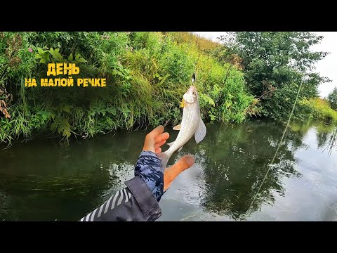 Видео: История о самом трудном хариусе и о друге его - голавле!