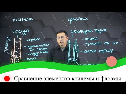 Видео: Сравнение элементов ксилемы и флоэмы. 7 класс.