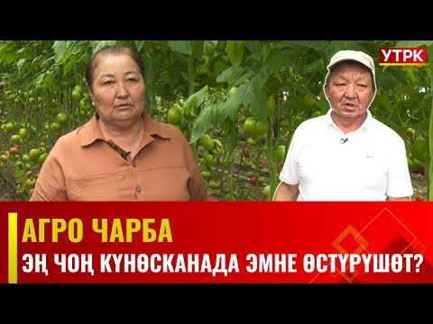 Видео: Эң чоң күнөсканада эмне өстүрүшөт? | Агро чарба | 11.05.2024