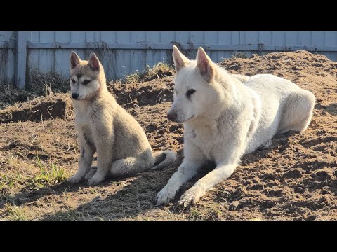Видео: Вкусняшки с сезона охоты
