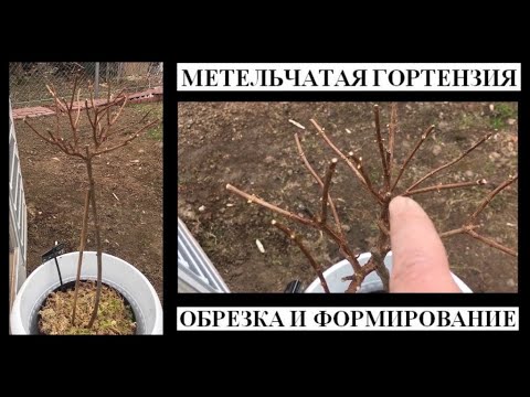 Видео: Как обрезать и формировать метельчатую гортензию