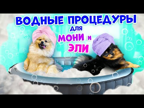 Видео: Первый раз ИДУ с ДВУМЯ Собаками на ГРУМИНГ😱