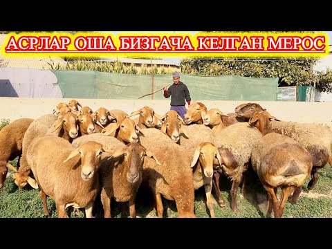 Видео: СУРХОНДАРЁ ХИСОРИ ҚЎЙЛАРИ ШУХРАТБЕКДАН