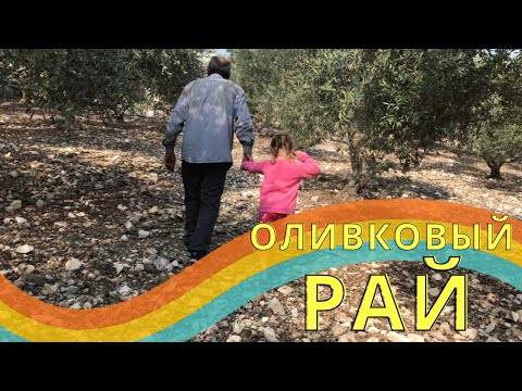 Видео: ОЛИВКОВЫЙ ВЛОГ