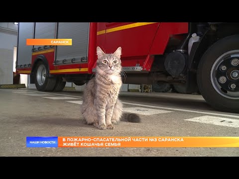 Видео: В пожарно-спасательной части №3 Саранска живёт кошачья семья