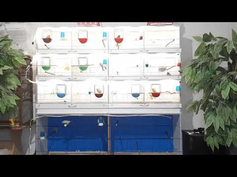 Видео: Канарейки- что нужно знать перед покупкой птицы.