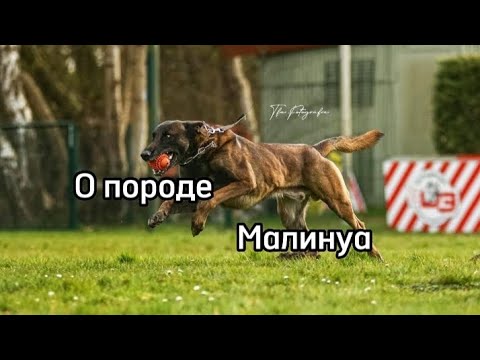Видео: О породе малинуа🐾