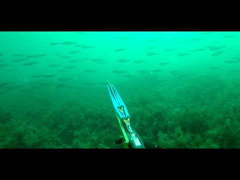 Видео: Подводная охота в Черном море 2023. Октябрь. Осенний ход. Часть №3