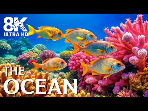 Видео: Blue Ocean Dreams 8K — расслабляющие звуки воды и умиротворяющие подводные пейзажи