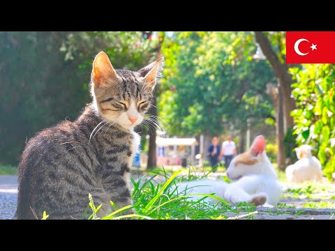 Видео: Кошачий Рай: Спокойные Дни в Стамбуле [4K]