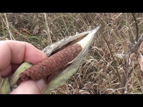 Видео: Размножаем ваточник сирийский.