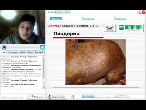 Видео: Вебинар от компании "Ветпром": «Пиодермау собак: причины, диагностика, лечение»