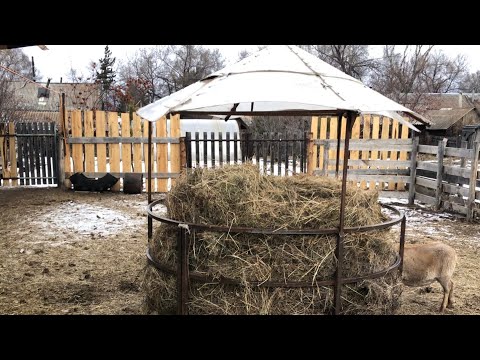 Видео: Ставим сено в кормушку  🐂