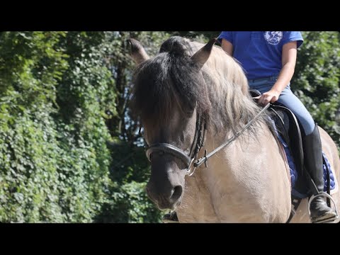 Видео: Вятские лошади клуба Лаир. И не только вятки! Часть1
