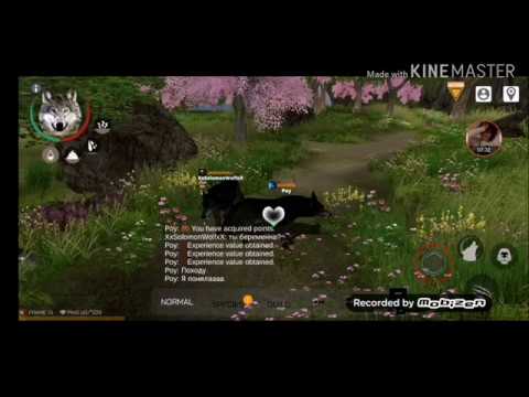 Видео: WOLF ONLINE 2 || КАК ЗАВЕСТИ ВОЛЧАТ ♡