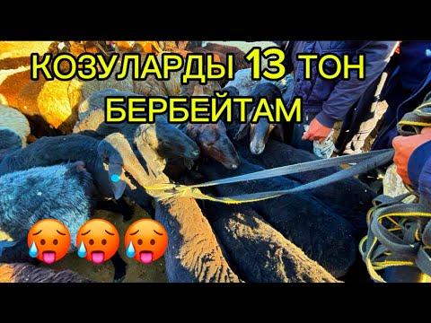 Видео: ОЗГОН КОЙ ЭЧКИ БААЛАРЫ 21.09.2025#памиртв #rek #rek #horse 