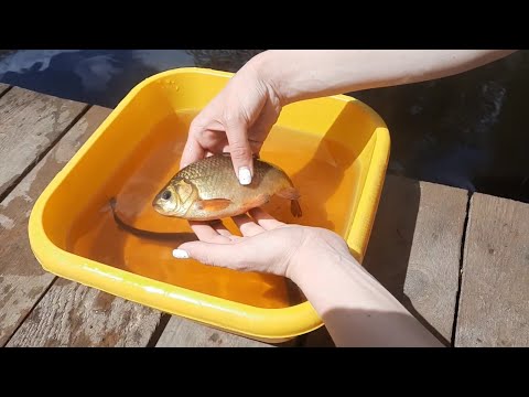 Видео: Пруд для форели с элементами УЗВ на дачном участке. Охлаждение и кислород.