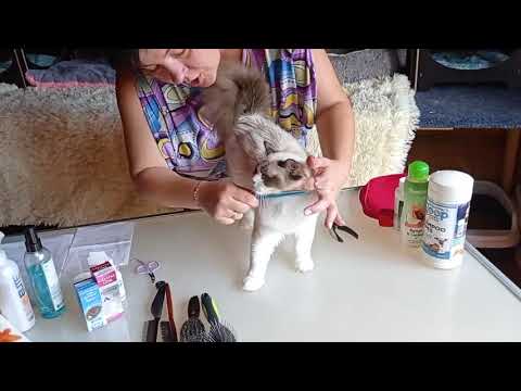 Видео: Гигиенический груминг рэгдолла, Кира Ковалева