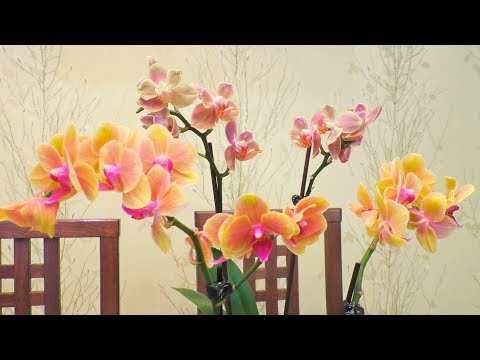 Видео: Новые орхидеи! Еще один способ обработки после покупки.