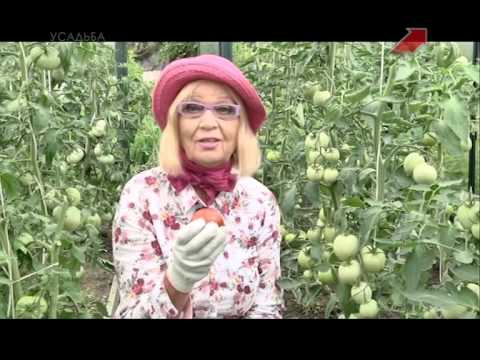 Видео: Лучки Пучки.  Серия 241.  Помидоры в теплице.