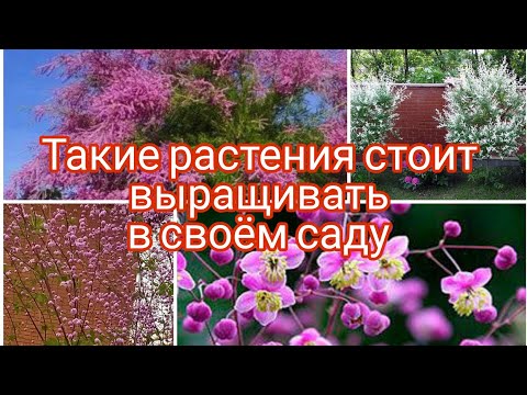 Видео: ТАКИЕ РАСТЕНИЯ СТОИТ  ПОСАДИТЬ 🤗🌺 РАСПРОДАЖА 🤗🌺