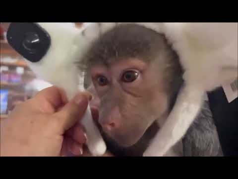 Видео: Красота-страшная сила. Люся всех  в себя влюбила