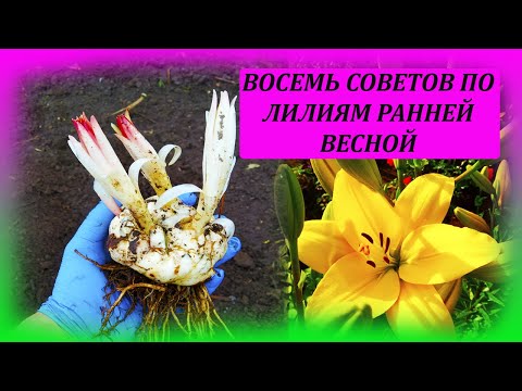 Видео: ВОСЕМЬ советов как посадить ЛИЛИИ весной. Посадка и размножение лилий весной. Как выращивать лилии.