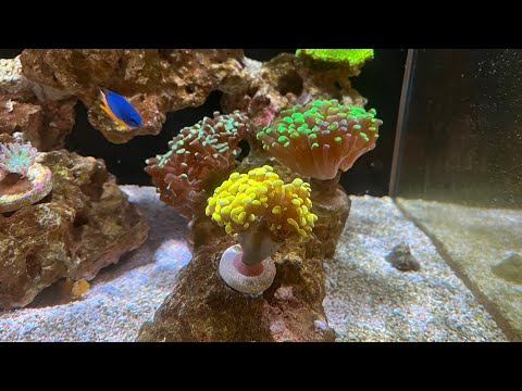 Видео: Пресный или морской аквариум, что сложнее?