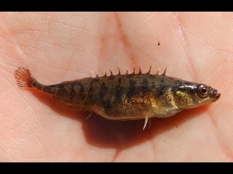 Видео: Латвийские водоёмы: нашествие колюшки девятииглой