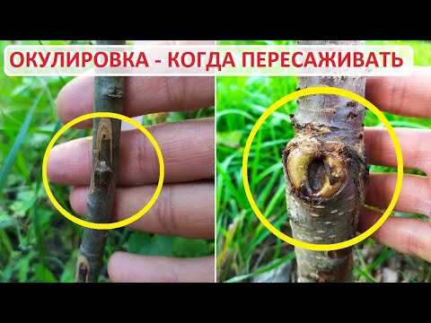Видео: Прививка окулировкой - когда пересаживать дерево. Показываю на конкретном примере