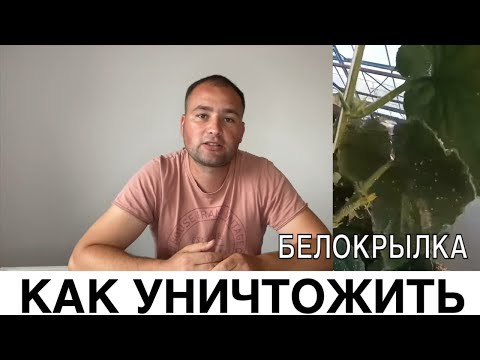 Видео: Нокдаун эффект БЕЛОКРЫЛКЕ и стратегия защиты