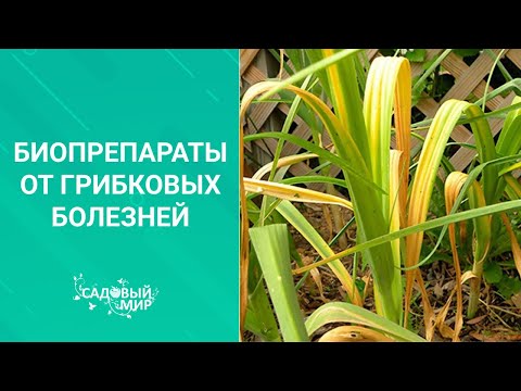 Видео: Биопрепараты от грибковых болезней
