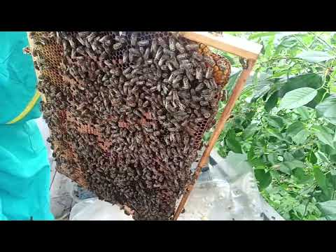 Видео: ставлю второй корпус. уходим от роения.