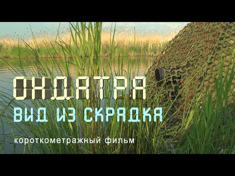 Видео: Ондатра. Мускусная крыса. Дельта Селенги. Nature of Russia.