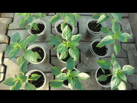 Видео: СДЕЛАЙ ТАК И РАССАДА ПЕРЦА БУДЕТ ИДЕАЛЬНОЙ!
