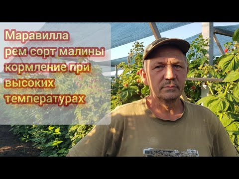 Видео: Маравилла рем сорт малины (тутаймер) нюансы в питании в сильную жару