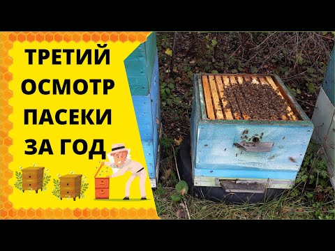 Видео: ТРЕТИЙ ОСМОТР ПАСЕКИ ЗА ГОД! КОМПЛЕКТАЦИЯ ПЧЕЛ В ЗИМУ! СТАВИМ ТОЛЬКО СВЕТЛЫЕ РАМКИ!