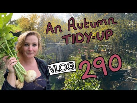 Видео: И осенняя уборка на участке. + Списки дел и сбор урожая. Эпизод 290 || Участок 37