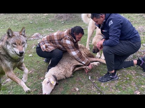 Видео: ЗАЩИТИЛИ ЛИ СОБАКИ КАНГАЛ ОДИНОКИХ ОВЦ НА ГОРЕ