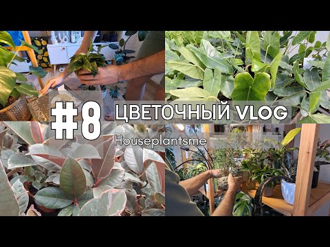 Видео: ЦВЕТОЧНЫЙ ВЛОГ #8 || Полив растений || Краткий обзор комнатных растений питомника "Пермский сад"