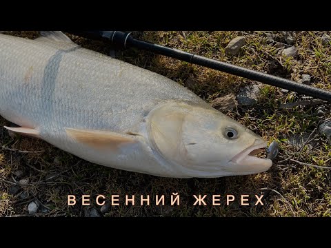 Видео: Весенний жерех. Рыбалка на реке Кубань🎣