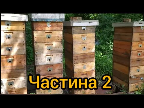 Видео: Утримання бджіл на 145 системі ( 8 рамок) - Частина 2