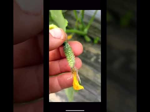 Видео: Преноспороз огурца агродвиж