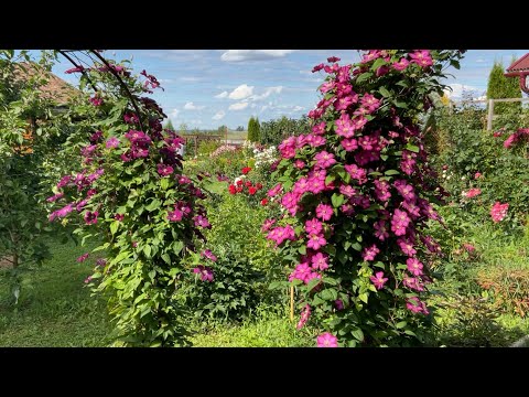 Видео: Лилии и клематисы на клумбах сада. Где растут и кто соседи.