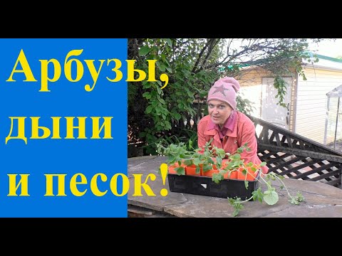 Видео: Арбузы и дыни: посадка в теплицу