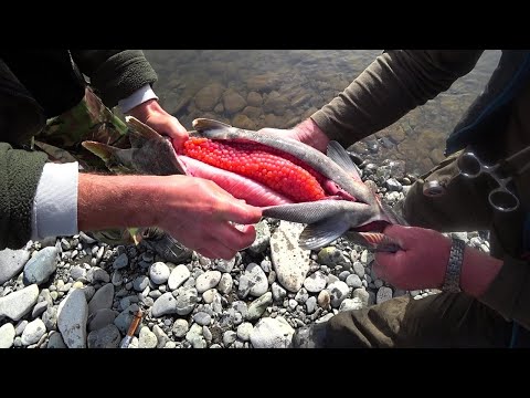 Видео: ТАМ ГДЕ ИКРА и МНОГО МЕДВЕДЕЙ Рыбалка на Камчатке на кижуча