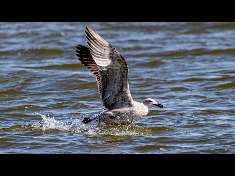 Видео: Отработка навыков рыбалки у молодых хохотуний. Larus cachinnas. Птицы Беларуси.