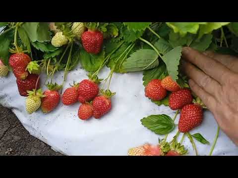 Видео: Разгар клубничной поры