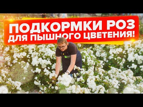 Видео: ПОДКОРМИТЕ РОЗЫ ЛЕТОМ ЭТИМ! КАК ПРАВИЛЬНО, КОГДА, ЧЕМ и СКОЛЬКО РАЗ ПОДКАРМЛИВАТЬ РОЗЫ?