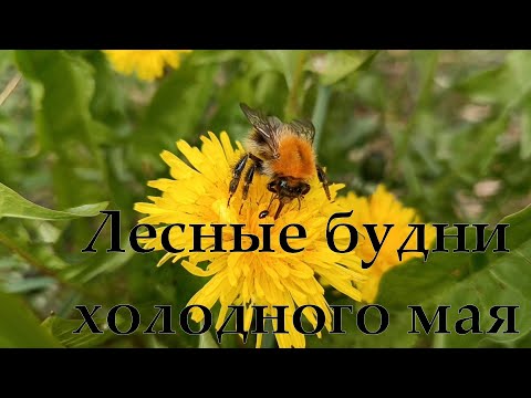 Видео: Лесные будни холодного мая.